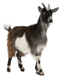 Adventures in Goat Milking Image